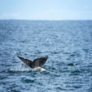 Newport Tradewinds - Fishing Charters & Parties