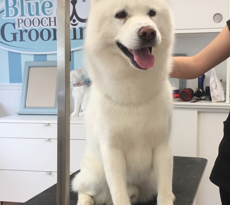 Blue Pooch grooming - Newtown, PA