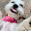TAKA Dog Walk - Pet Training
