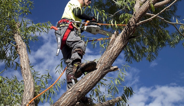 Out on a Limb Tree Service & Snow Removal