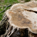Buckholtz Tree Care, LLC - Firewood
