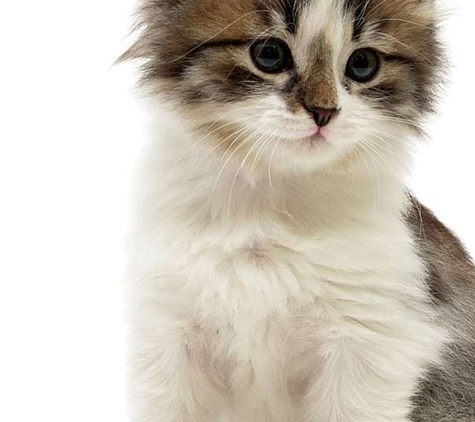 North Bundaberg Vet Surgery - Bundaberg North, QLD