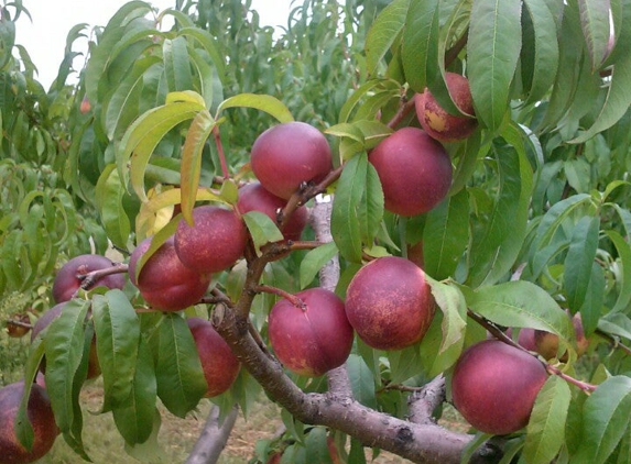 Green Acre Farms U Pick - Rochester, NY