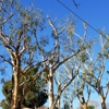 Campos Greenview Landscape & Tree Service gallery