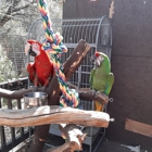 The Tree of Life Rescue Sanctuary