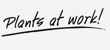 Plants at Work - Indoor Plant Hire