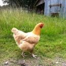 Brookshire Farm - Farms