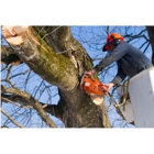 Armando's Tree Service