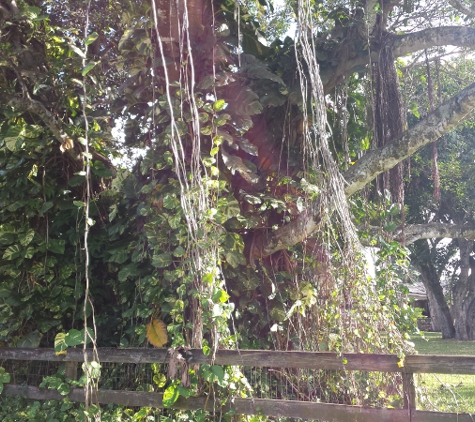 Davie Boarding Stables - Davie, FL. Very shady pastures. Our electric perimeter fence is designed to keep out possums.