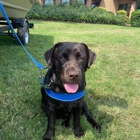 Dog Training Elite Central Maryland