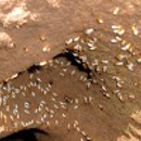 Advantech Termite & Pest Management - Termite Control