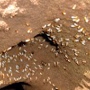 Advantech Termite & Pest Management