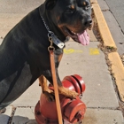 Chicago Canine Academy