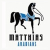 Matthias Arabians gallery