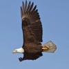 Eagle Transmission and Auto Repair gallery