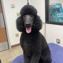 Petsense by Tractor Supply - Pet Stores