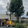 Ramirez Tree Service & Landscaping gallery