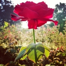 Whetstone Park / Park of Roses - Parks