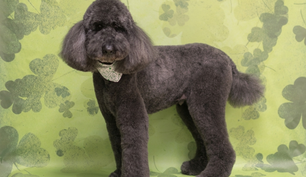 Shear Quality Pet Grooming - Shelby Township, MI