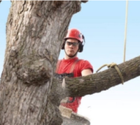 WJ Tree Service Inc - East Lyme, CT