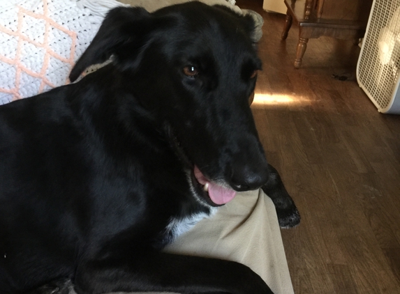 Canine Country Clips - Osage City, KS. This is right after getting home, she’s very satisfied as well.