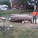 mike zigarovich tree and lawn care - Tree Service