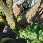 iClimb Tree Service