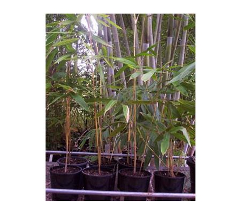 Bamboos Wholesale - Boreen Point, QLD