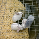 Berend