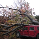 Tree Removal Service by: Northern Star PW - Tree Service