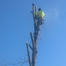 Bayer Tree Service - Tree Service