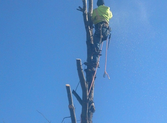 Bayer Tree Service - Swanton, OH