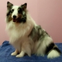 Specialty Pets Dog Grooming Spa