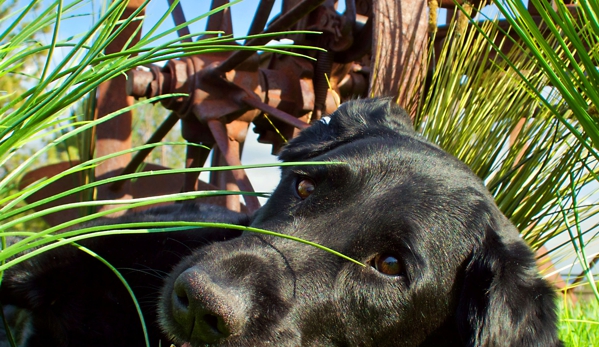 Tall Grass Animal Hospital - Aurora, CO