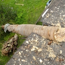 Tree Surgeons - Arborists