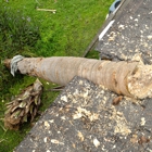 Tree Surgeons