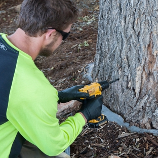 Arbortec Tree Service - Broomfield, CO. Treeage Trunk Injection- EAB control