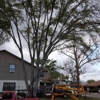 There's A Way Tree Service gallery