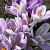 Quality Island Landscaping - Northport gallery