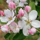 Apple Blossom Dentistry