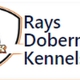 Rays Dobermans Kennels