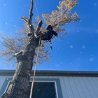 A Cut Above Tree Care