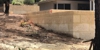 Chester Reeve Limescapes Pty Ltd - Stonemasons & Stonework