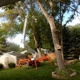 Matt's Tree Service