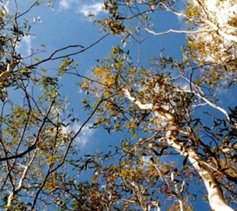 Kingaroy Tree Services - Taabinga, QLD
