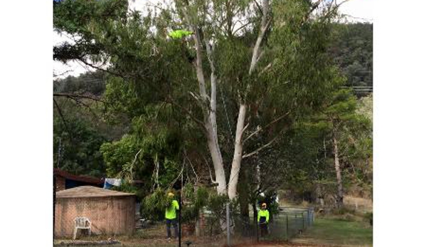 Bell's Tree Service - Oxley Vale, NSW