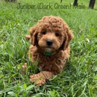 Kinzor Kennels