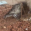 Absolute Pest Management gallery