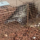 Absolute Pest Management
