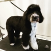 Puddles & Pups gallery